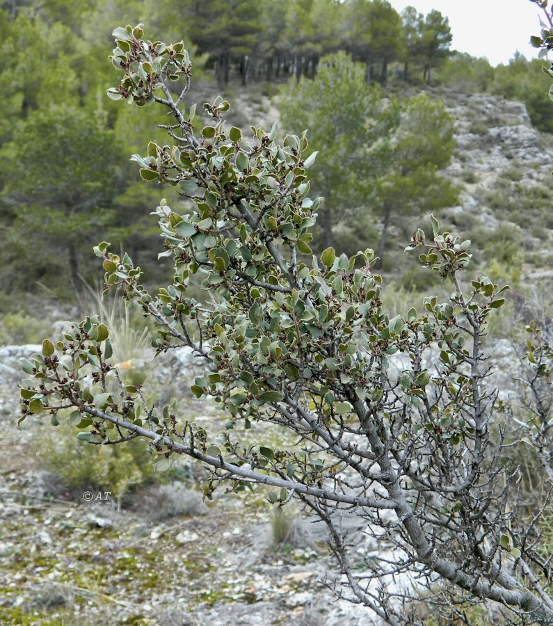 Изображение особи Rhamnus alaternus.