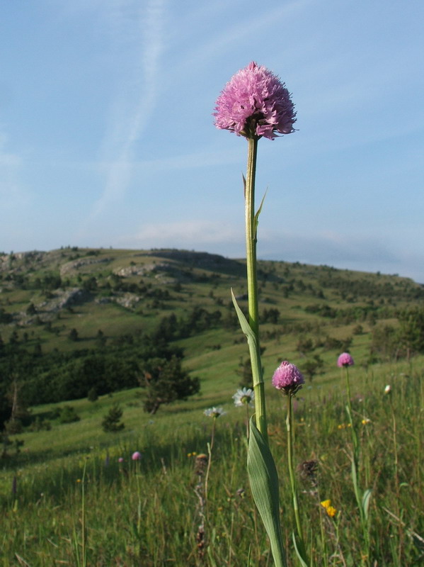 Image of Traunsteinera globosa specimen.