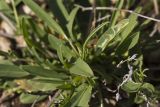 Anthyllis vulneraria ssp. rubriflora