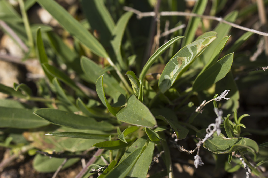 Image of Anthyllis vulneraria ssp. rubriflora specimen.