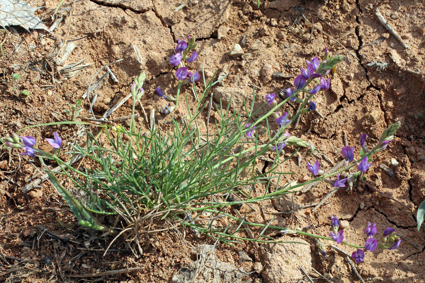 Изображение особи Astragalus nematodes.