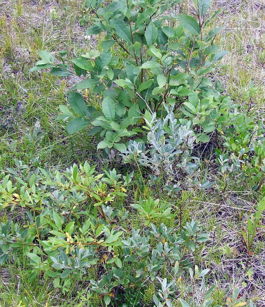 Image of Salix caprea specimen.