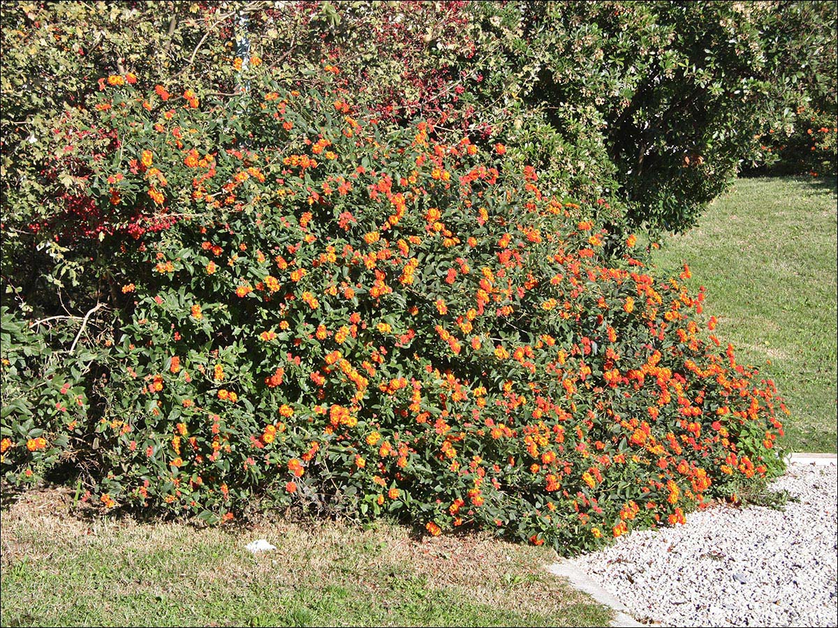 Изображение особи Lantana camara.