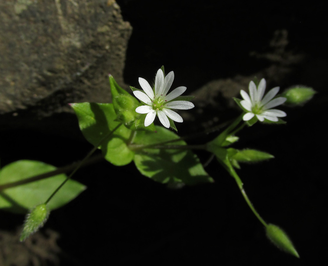 Image of Stellaria neglecta specimen.