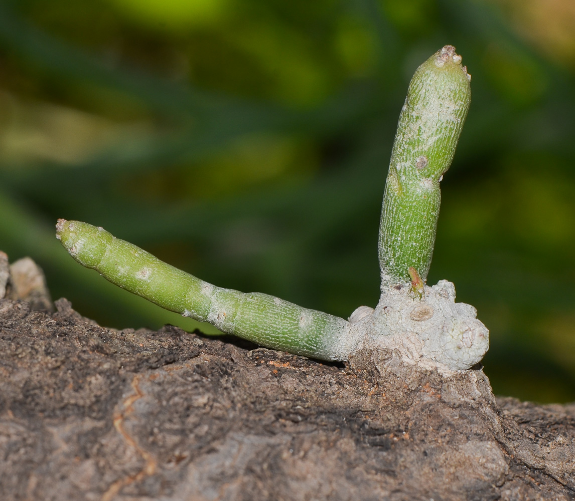 Image of Euphorbia tirucalli specimen.