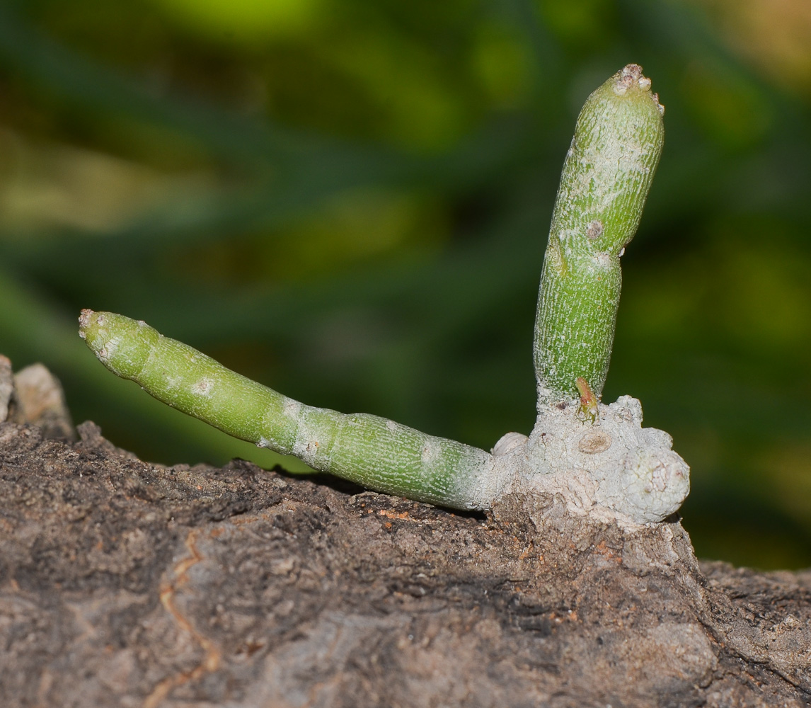 Изображение особи Euphorbia tirucalli.