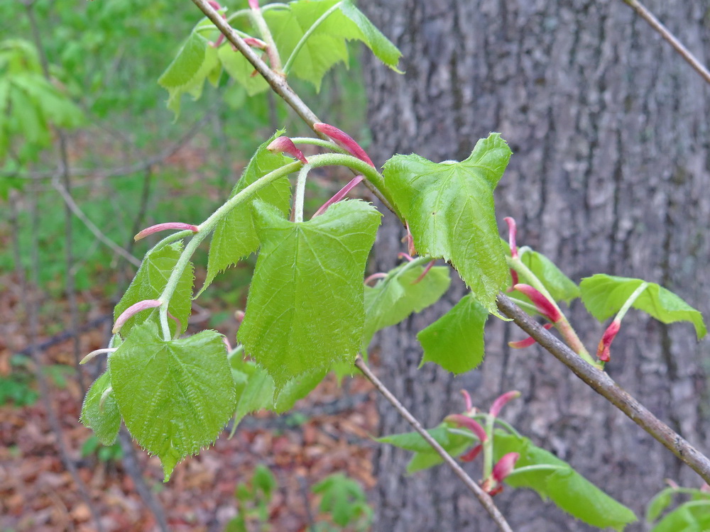 Изображение особи Tilia amurensis.