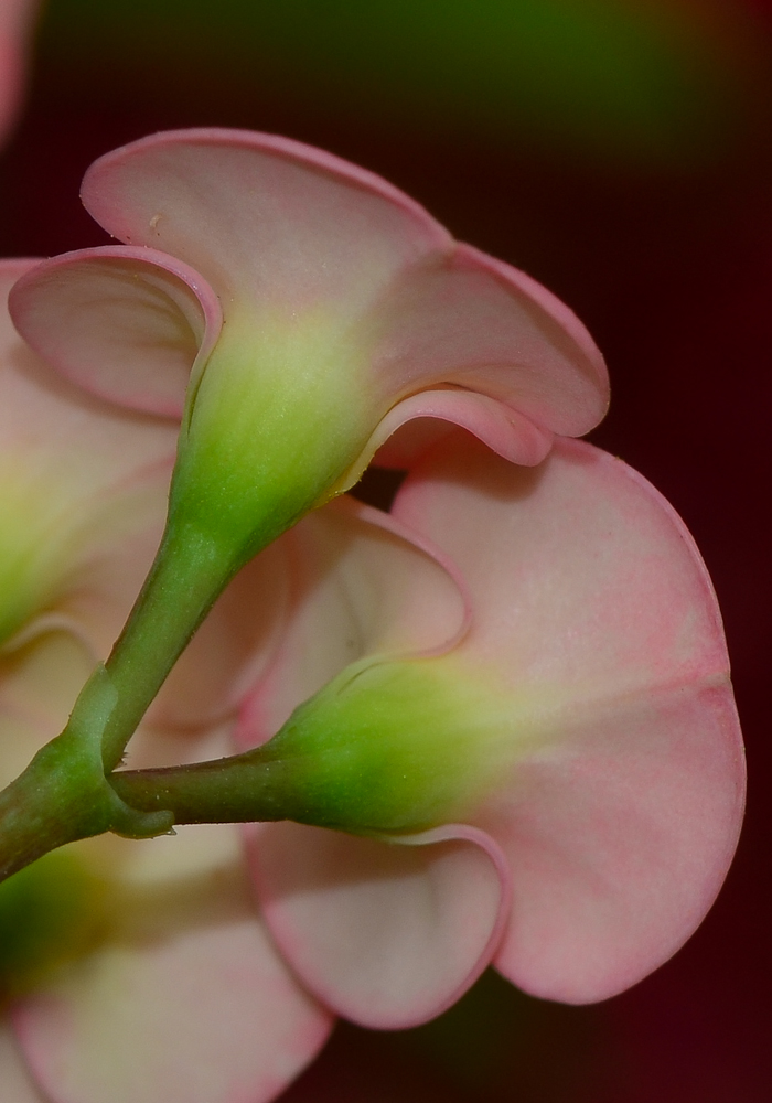 Изображение особи Euphorbia splendens.