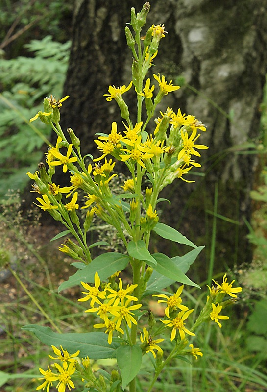 Изображение особи Solidago virgaurea.