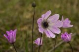 Anemone pavonina