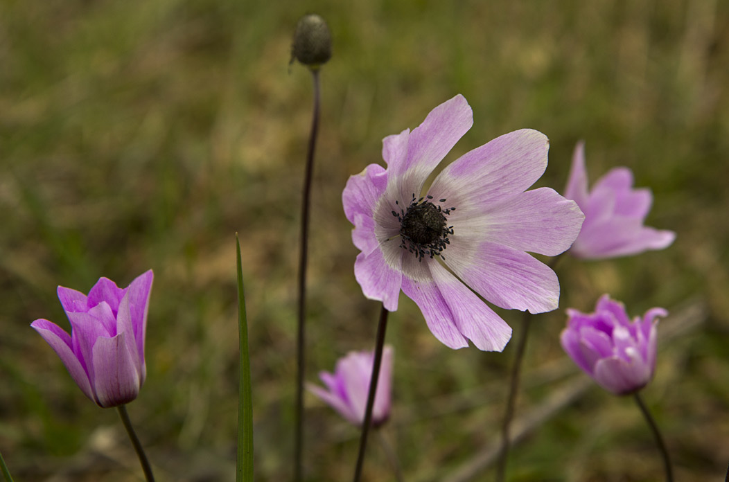 Изображение особи Anemone pavonina.