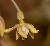 Pergularia tomentosa