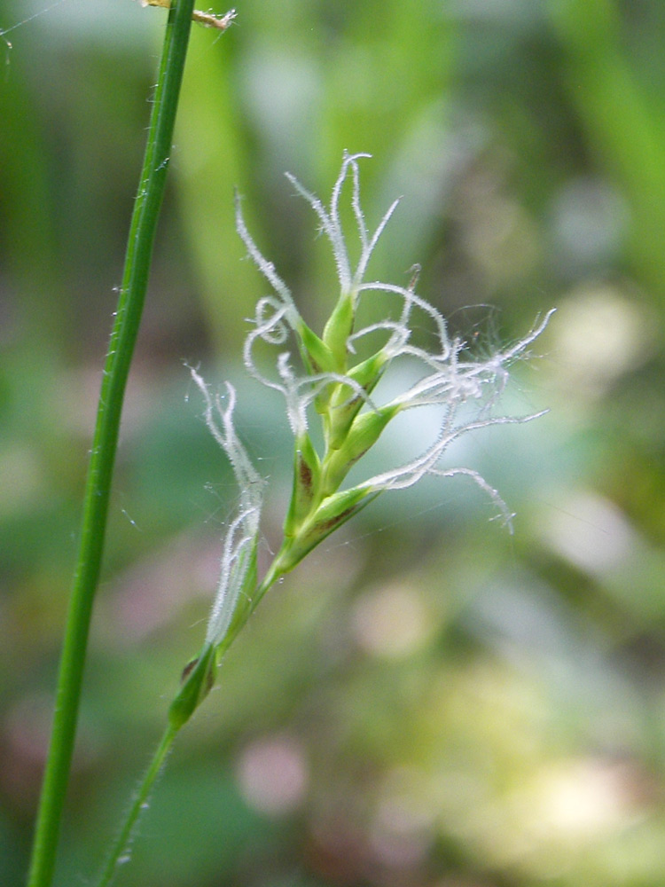 Image of Carex pilosa specimen.