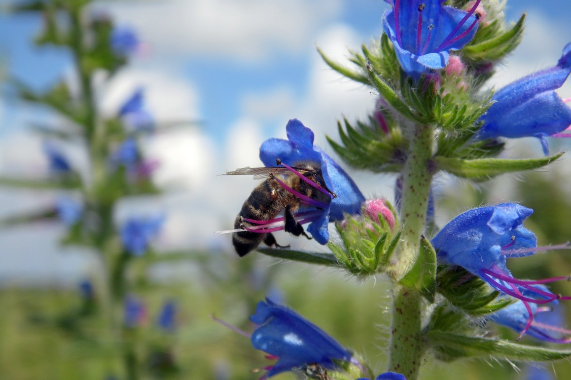 Изображение особи Echium vulgare.