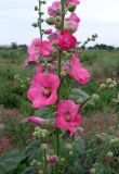 Alcea rosea. Часть соцветия. Ростовская обл., г. Азов, пустырь. 15.06.2016.