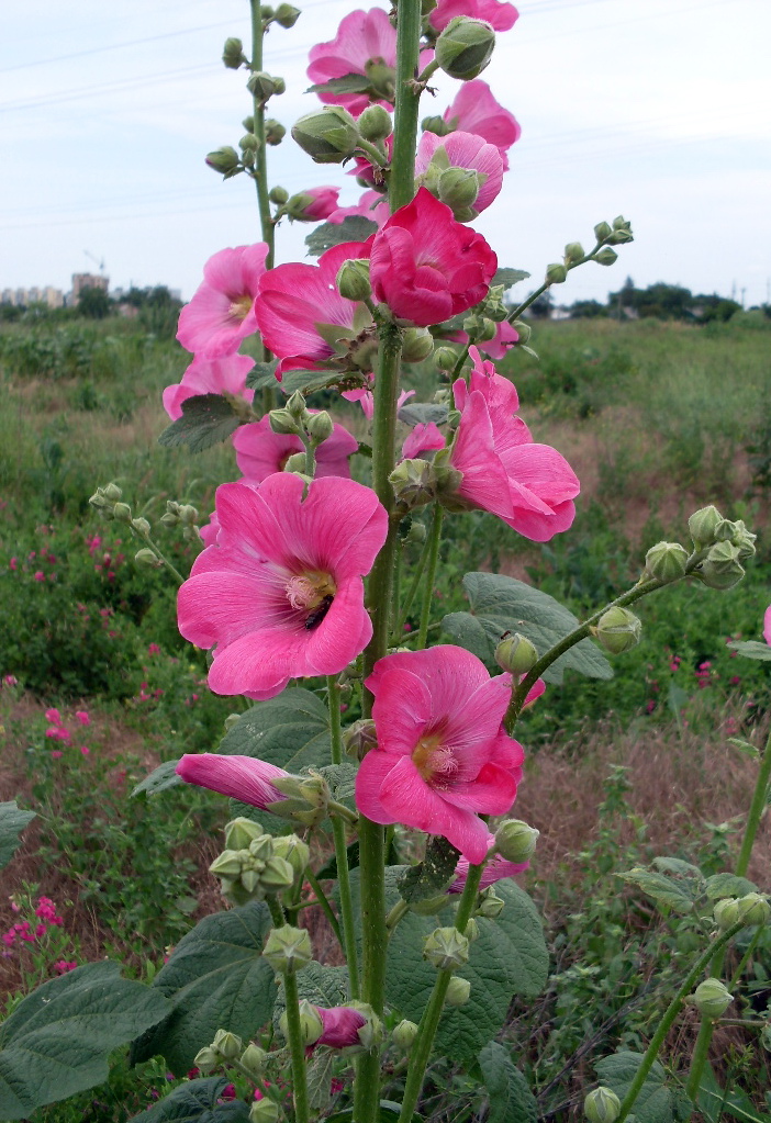 Image of Alcea rosea specimen.