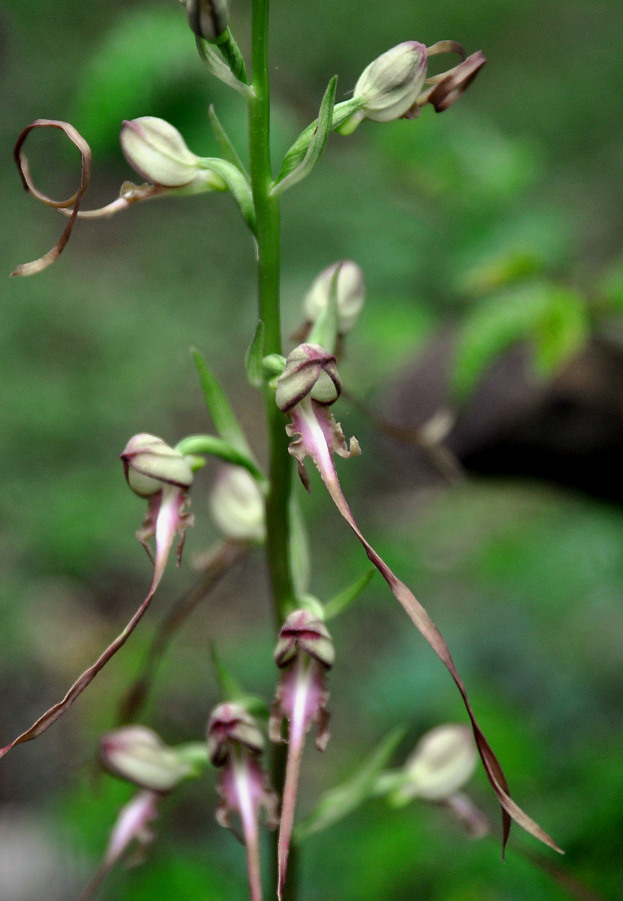 Image of Himantoglossum caprinum specimen.