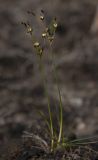 Juncus atrofuscus. Цветущие растения. Архангельская обл., Соловки, о. Бол. Соловецкий, супралитораль, галофитный разреженный луг. 17.06.2016.