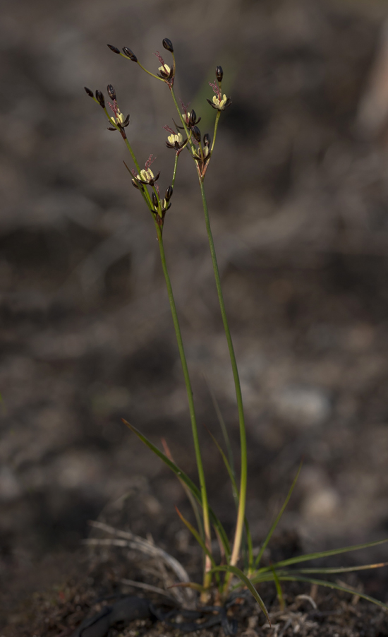 Изображение особи Juncus atrofuscus.