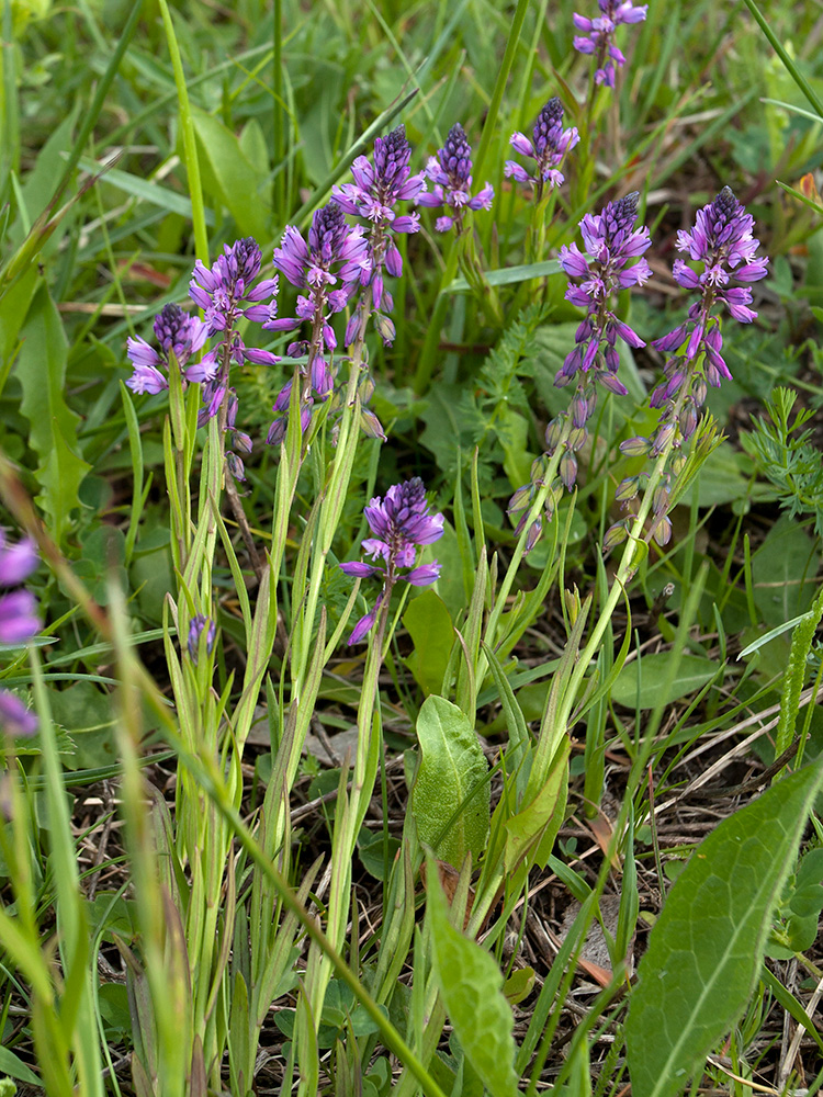 Image of Polygala comosa specimen.