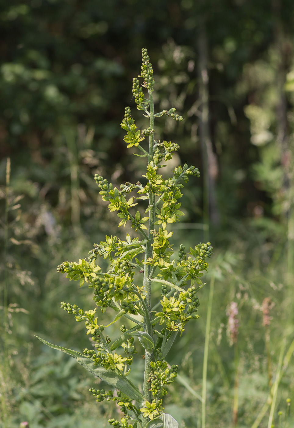 Изображение особи Veratrum lobelianum.