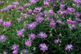 Centaurea jacea. Часть обильно цветущей куртины. Украина, Волынская обл., Ратновский р-н, восточнее с. Залухов, правый берег Выжевского канала возле оз. Святое, сухой луг. 31 июля 2007 г.