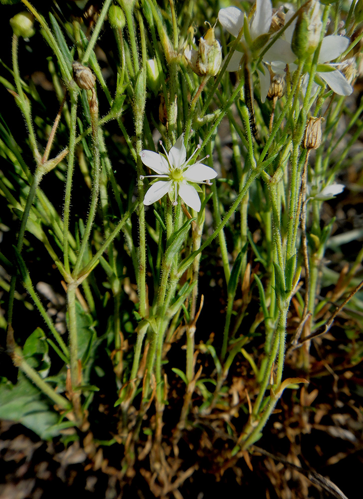 Image of Minuartia verna specimen.