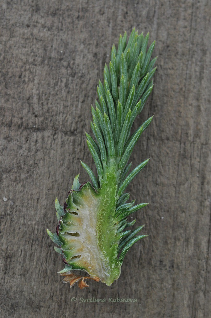 Изображение особи Picea obovata.