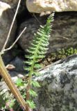 Pedicularis chroorrhyncha