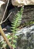 Pedicularis chroorrhyncha. Лист. Кабардино-Балкария, Эльбрусский р-н, долина р. Ирик, ок. 2800 м н.у.м. 14.07.2016.