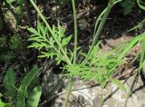 Scabiosa bipinnata. Часть побега. Краснодарский край, Абинский р-н, гора Западный Папай. 10.07.2016.