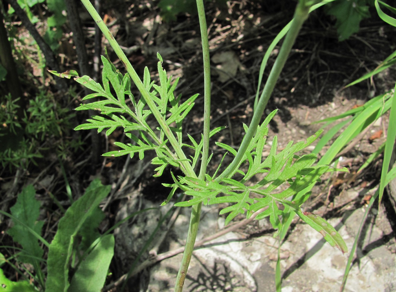 Image of Scabiosa bipinnata specimen.