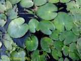 Nymphoides peltata. Листья, плавающие на поверхности воды. Черниговская обл., Новгород-Северский р-н, левый берег Десны. 27 июня 2016 г.