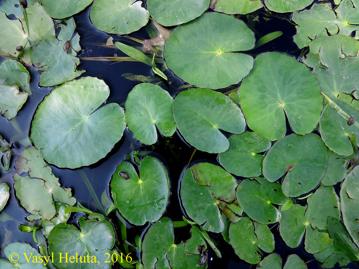 Image of Nymphoides peltata specimen.