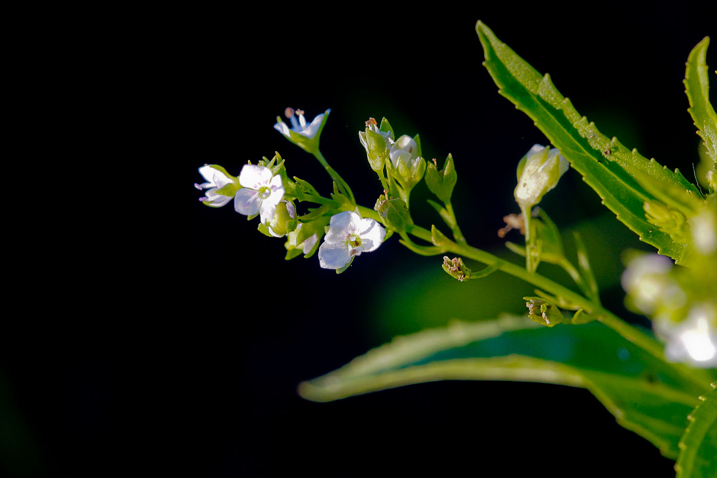 Image of Veronica anagalloides specimen.