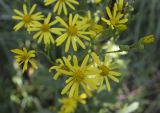 Senecio jacobaea