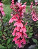 Lobelia × speciosa