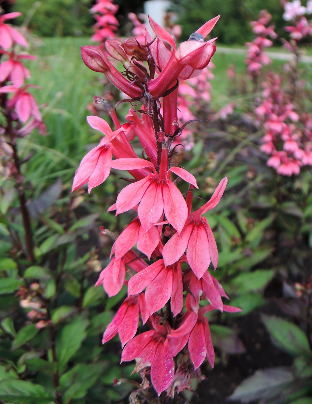 Image of Lobelia &times; speciosa specimen.