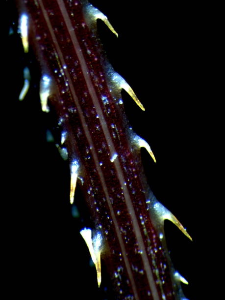 Image of Truellum thunbergii specimen.