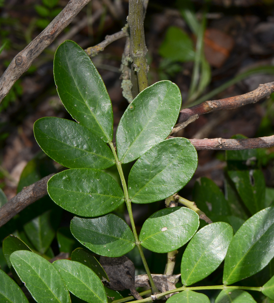 Image of Sophora secundiflora specimen.