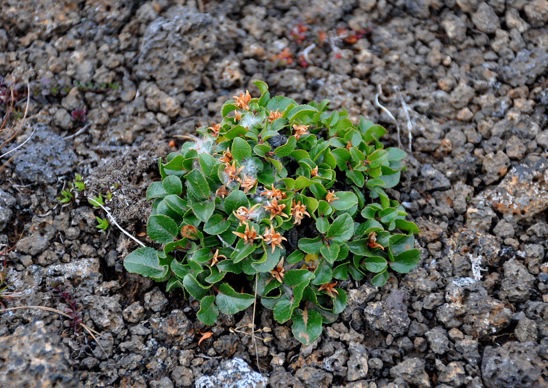 Image of Salix herbacea specimen.