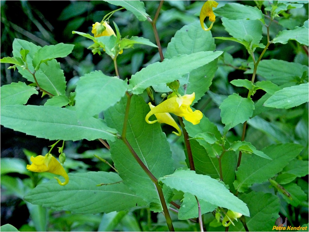 Изображение особи Impatiens noli-tangere.