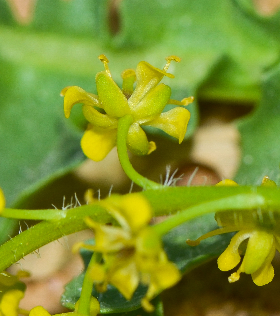 Image of Schimpera arabica specimen.