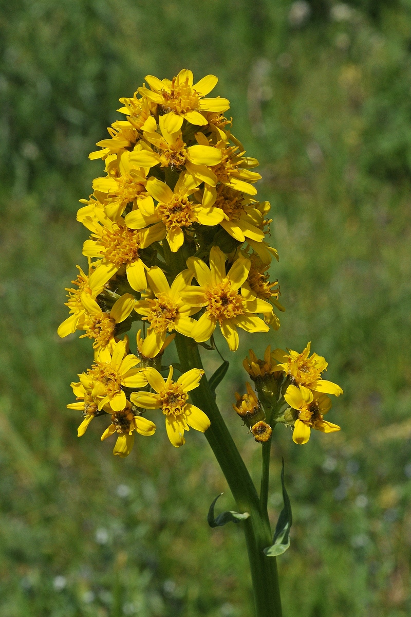 Изображение особи Ligularia talassica.