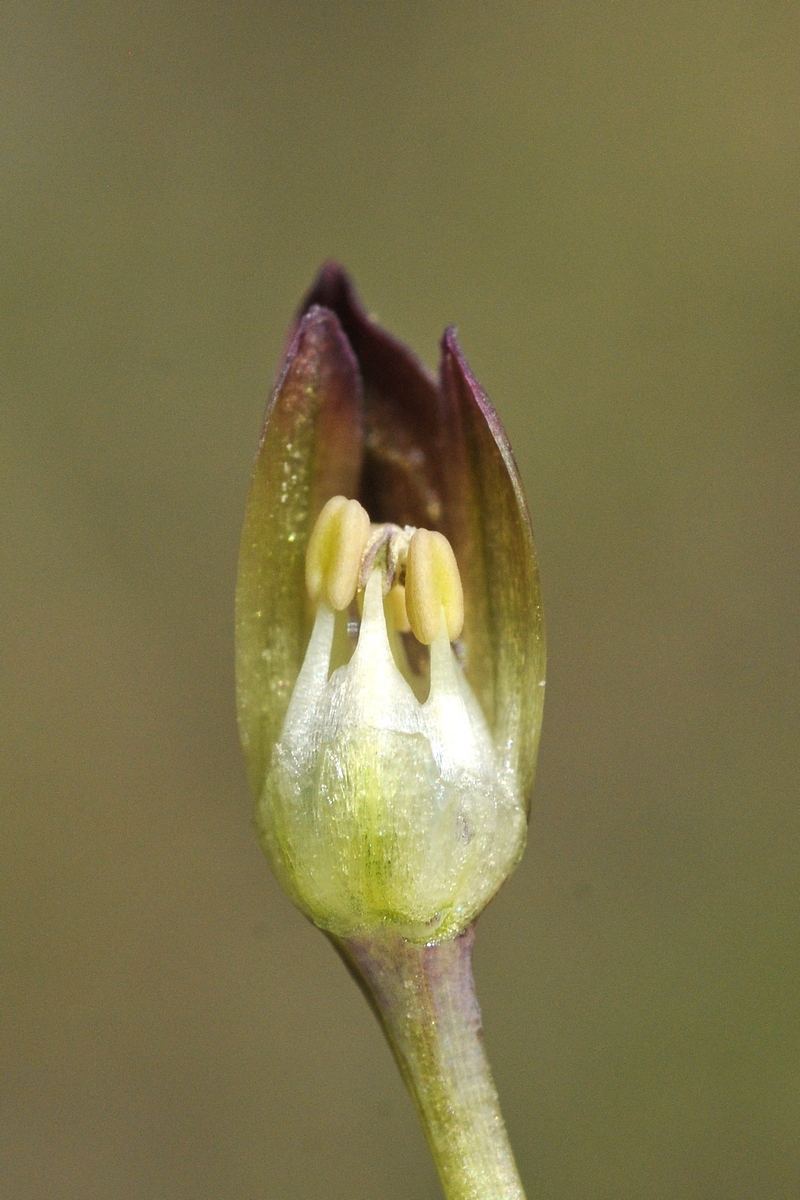 Изображение особи Allium atrosanguineum.