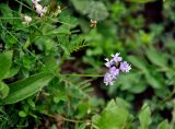 Astragalus austriacus. Верхушка цветущего растения. Северная Осетия, Алагирский р-н, окр. пос. Верхний Фиагдон, ≈ 1200 м н.у.м., остепненный склон. 04.07.2016.