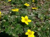 Potentilla anserina