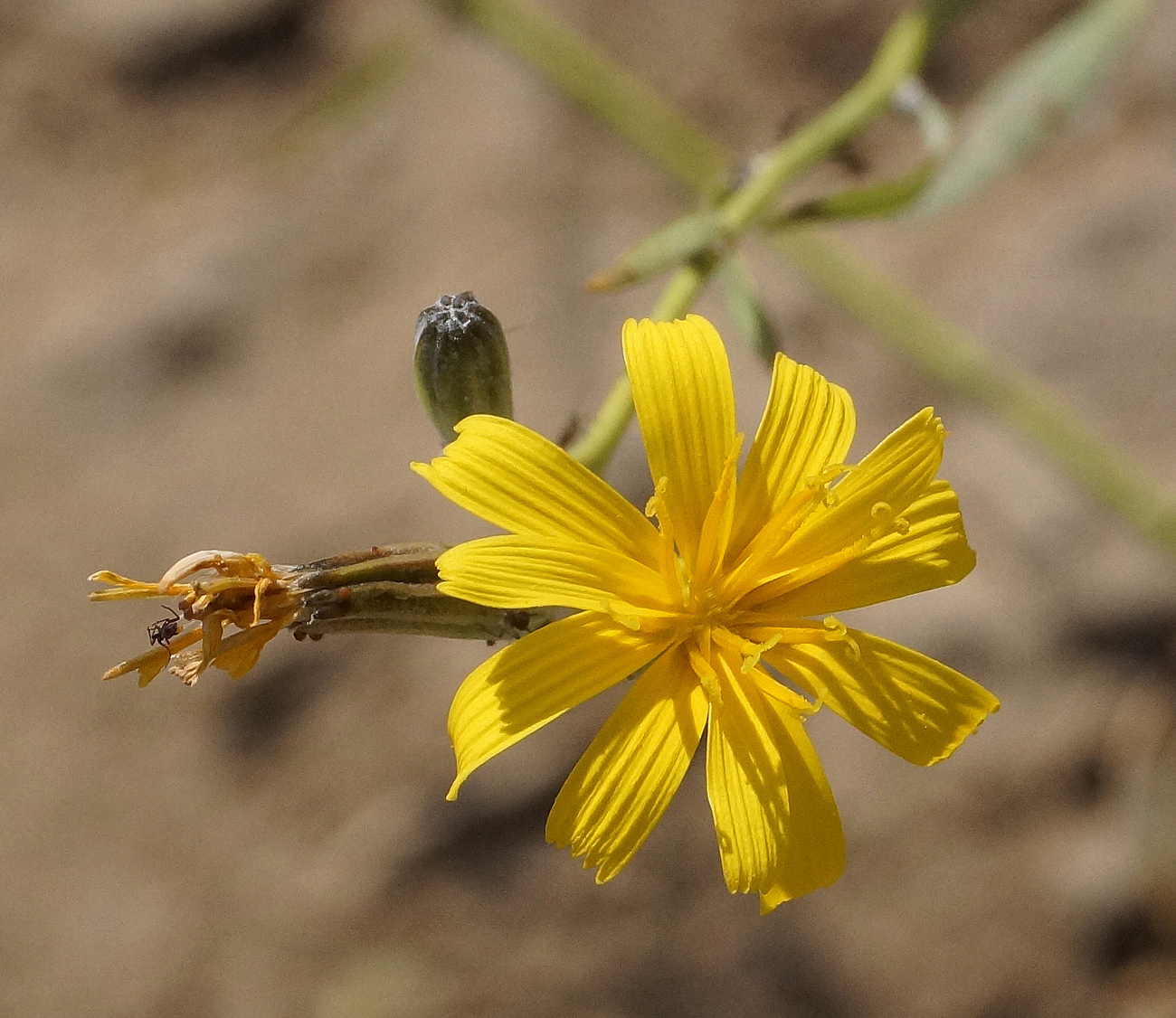 Image of genus Chondrilla specimen.