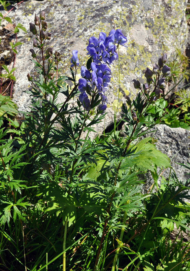 Изображение особи Aconitum cymbulatum.