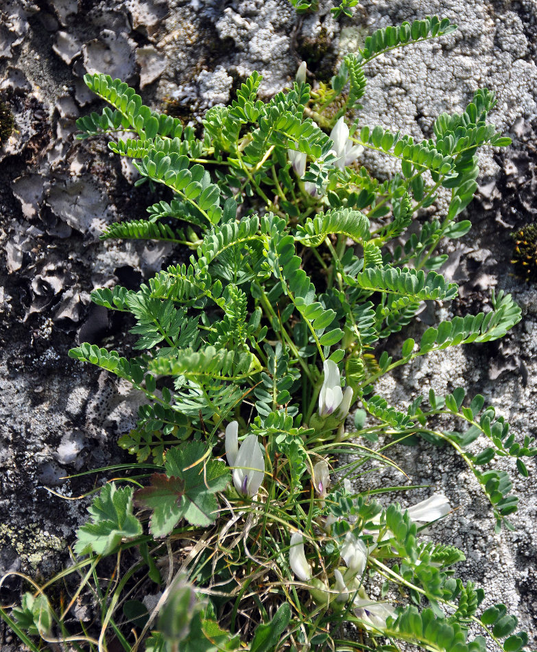 Image of Astragalus polygala specimen.